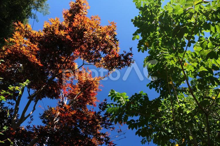 秋の紅葉のように赤く染まった夏のもみじ 空,葉,自然の写真素材