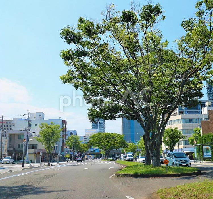 ビル街の大きな街路樹  街路樹,木,植物の写真素材