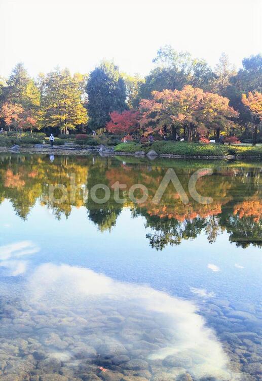池に反映された雲 池,雲,紅葉の写真素材