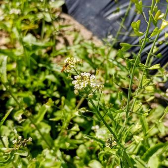 赤ちゃん蜂 家庭菜園,庭,虫の写真素材