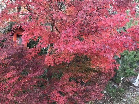 紅葉 紅葉の写真