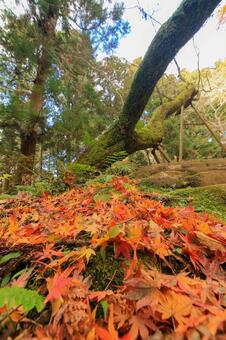 室生寺 室生寺,鎧坂,紅葉の写真素材