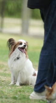 パピヨン パピヨン パピヨン,papillon,犬の写真素材