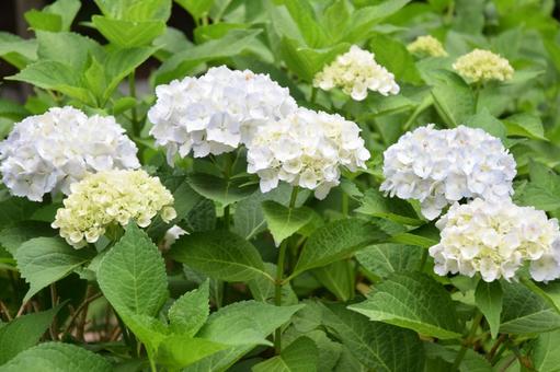 Photo, hydrangea, flower, plant, 