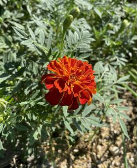 Photo, marigold, healing, red, 