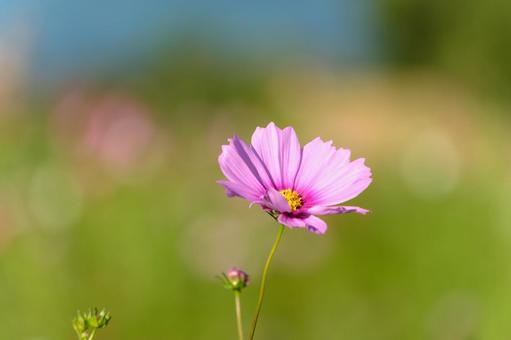 秋空に映えるピンクのコスモス 秋空に映えるピンクのコスモス コスモス,花,ピンクの写真素材