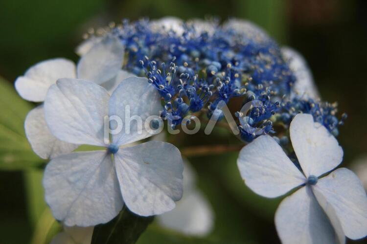 北潟湖畔のガクアジサイ 紫陽花,ガクアジサイ,紫の写真素材