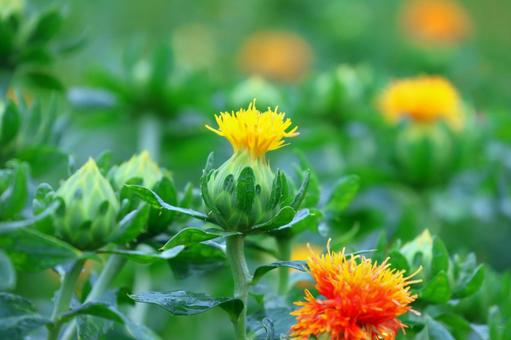 Photo, safflower hata, safflower, red, 