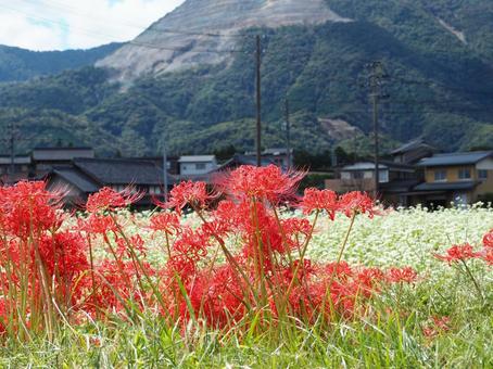 ヒガンバナとそばの花 ヒガンバナとそばの花の写真