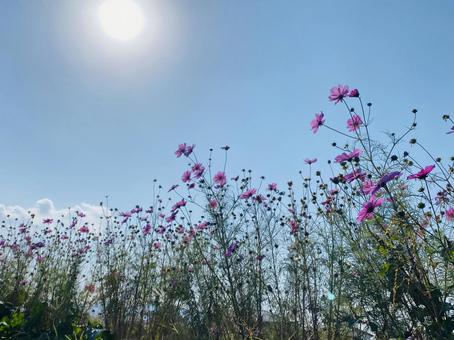 秋桜 秋桜の写真