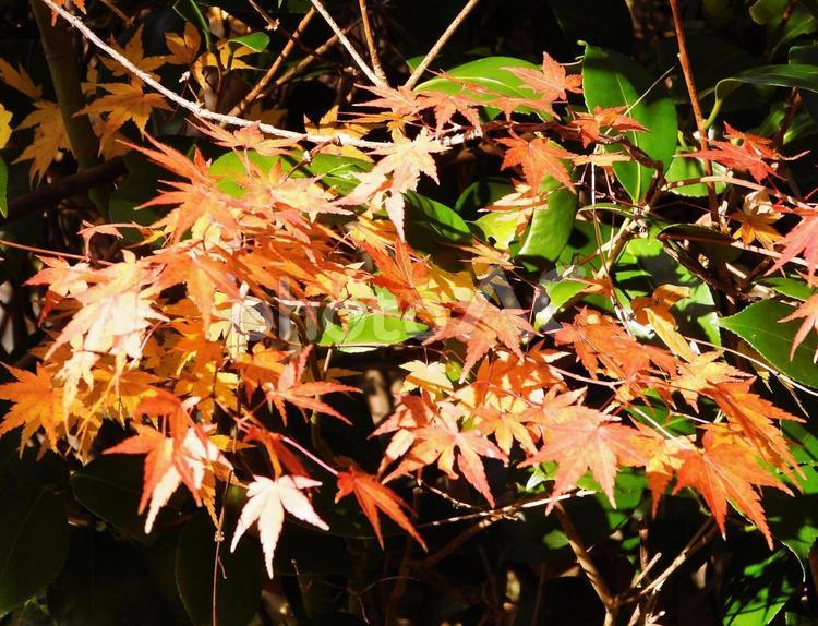 日差しの中の紅葉 紅葉,モミジ,カエデの写真素材