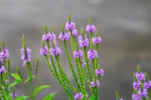 Photo, flower, verbena hustata, blue burbaine, 