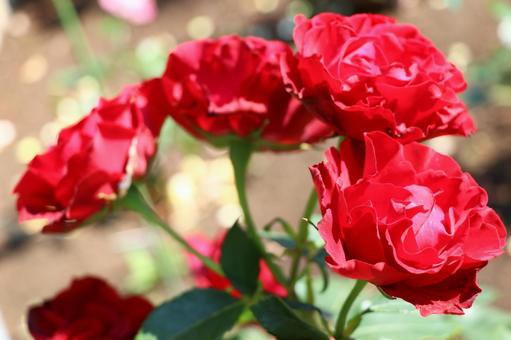 薔薇 薔薇の写真