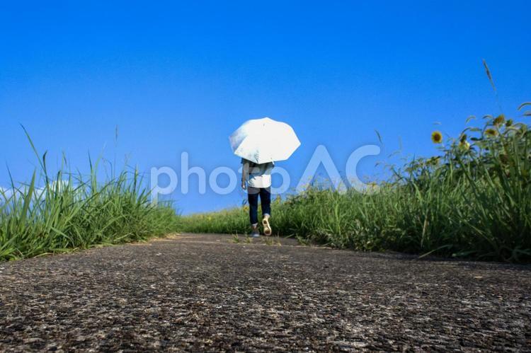 ＜素材＞夏の向日葵を散歩する日傘の女性 女性,人物,夏の写真素材