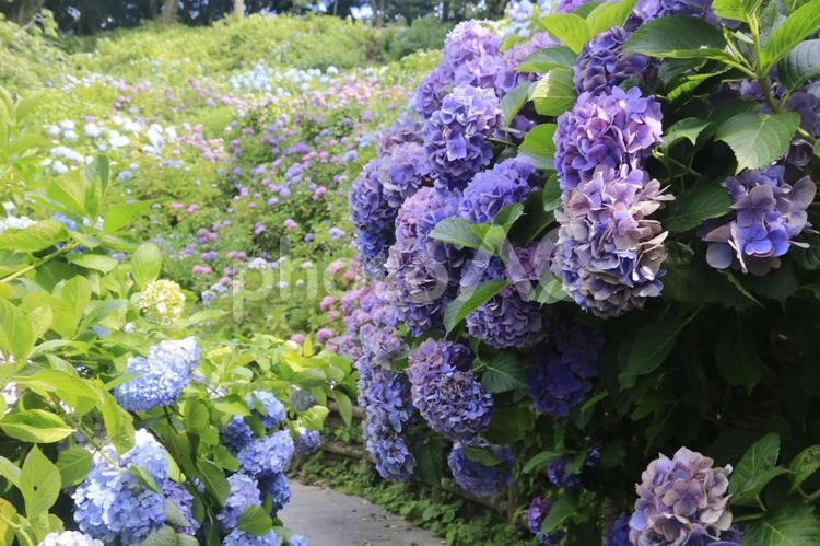 下田城址公園の素晴らしい紫陽花祭り 紫陽花,まつり,祭りの写真素材