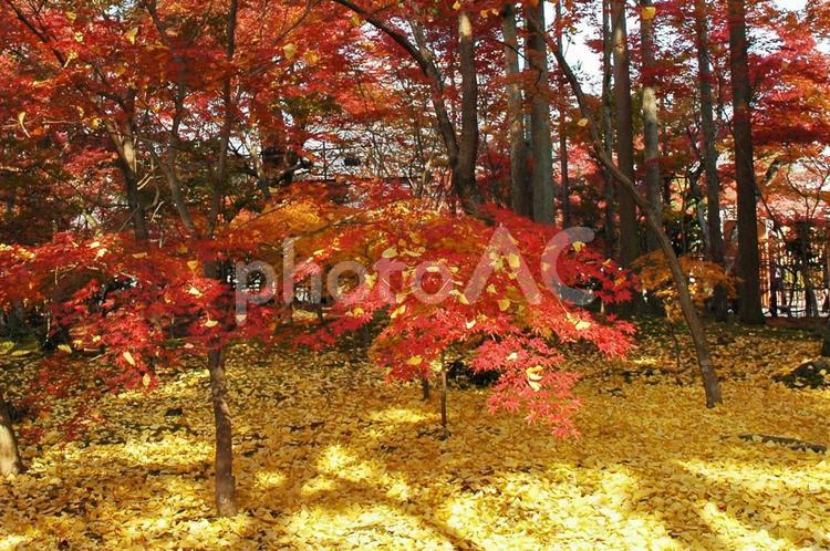 黄色い絨毯と真っ赤な紅葉 紅葉,もみじ,銀杏の写真素材