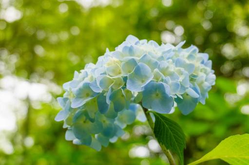 初夏に咲く青い紫陽花 紫陽花,青,花の写真素材