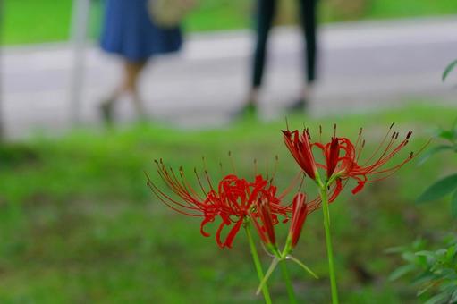 Cluster amaryllis Red spider lily, JPG