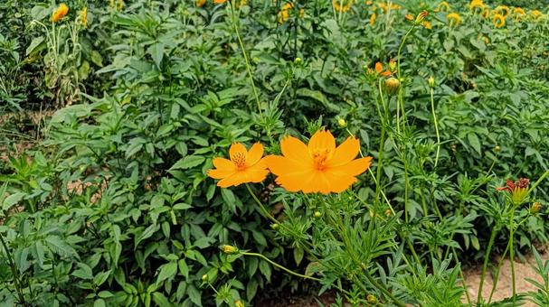 Yellow Cosmos 3, JPG