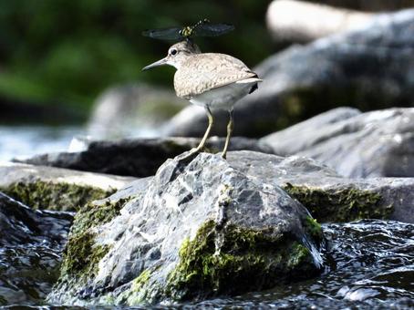 イソシギの頭にとまるトンボ イソシギの頭にとまるトンボ 鳥,野鳥,イソシギの写真素材
