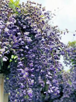 藤の花 藤の花の写真