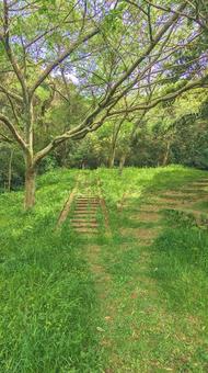 ある森の小道‐わかれみち ある森の小道‐わかれみちの写真