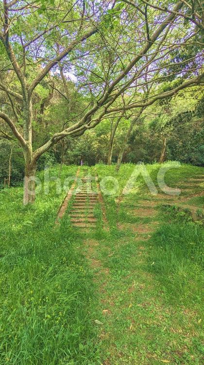 ある森の小道‐わかれみち 森,小道,分かれ道の写真素材
