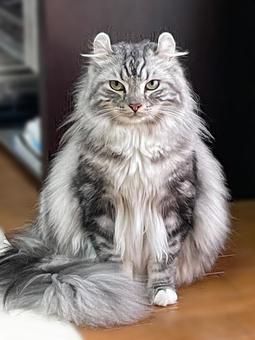 もふ猫 アメリカンカール もふ猫 アメリカンカールの写真