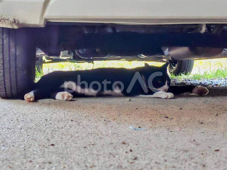 車の下で涼をとる猫 猫,ネコ,地域猫の写真素材
