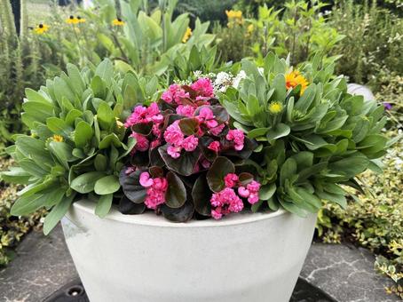 寄せ植え 寄せ植え,花,ピンクの写真素材