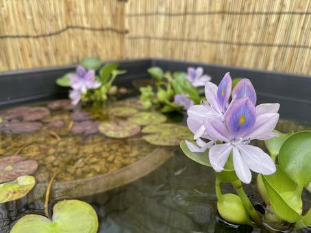 ホテイアオイ ホテイアオイ ホテイアオイ,水,癒しの写真素材
