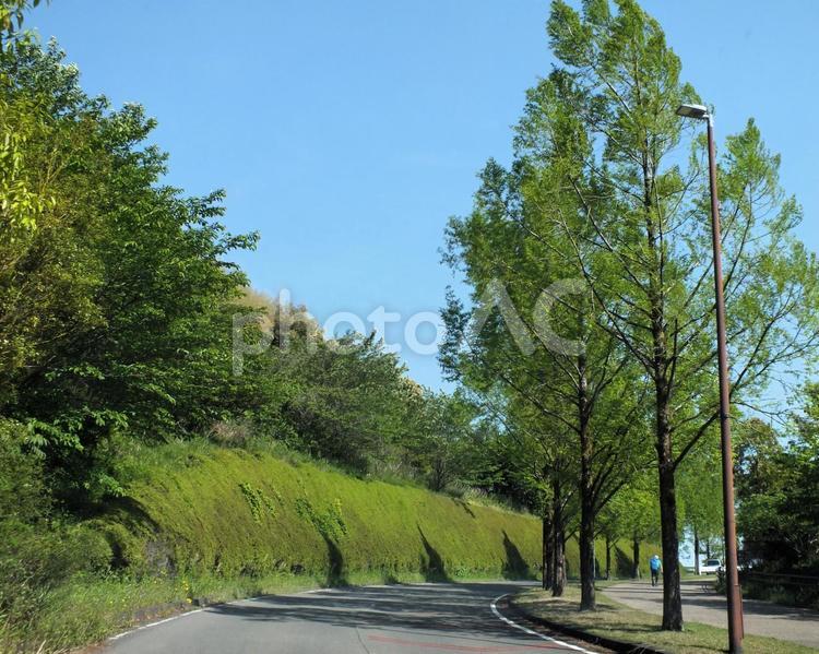新緑の並木が続く坂道 街路樹,若葉,青々としたの写真素材