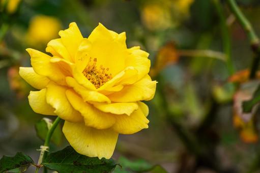 秋のバラ⒀ 花,バラ,秋の写真素材