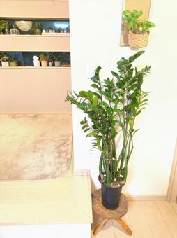 大型観葉植物　ザミオクルカス　7号鉢 大型観葉植物,ザミオクルカス,リビングの写真素材