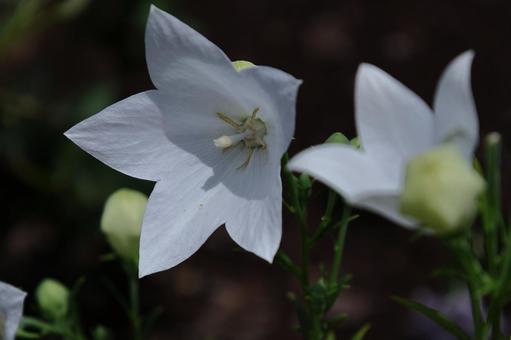 Photo, campanulaceae, flower, bellflower family, 