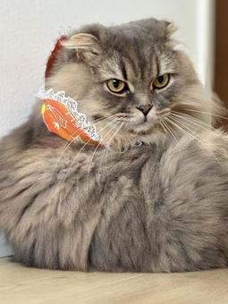 首に飾りをつけている猫2 猫,かわいい,ふわふわの写真素材