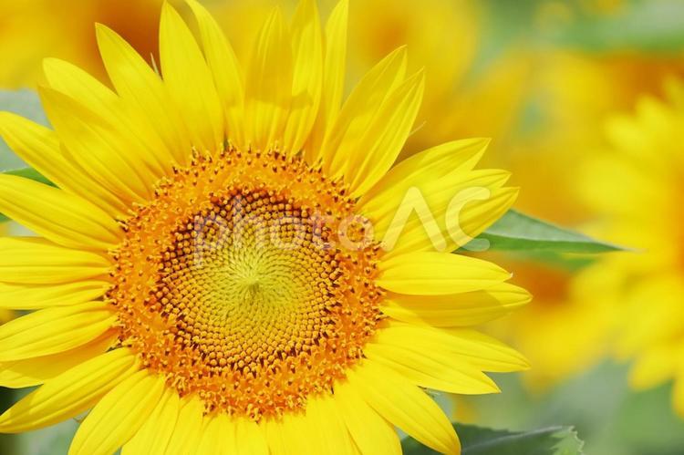 ひまわりの花のアップで夏イメージ ひまわり,夏,花の写真素材