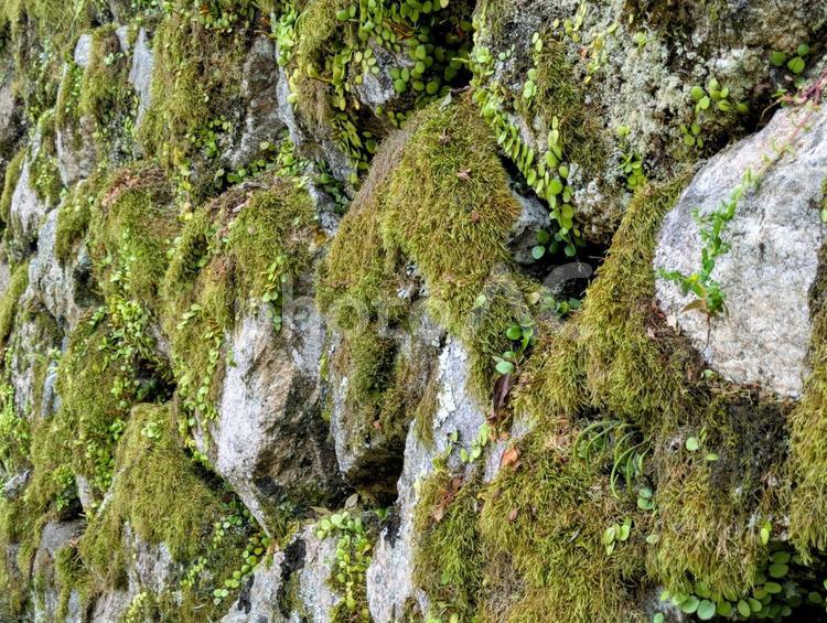 情緒のある苔むした石垣 コケ,苔,石垣の写真素材