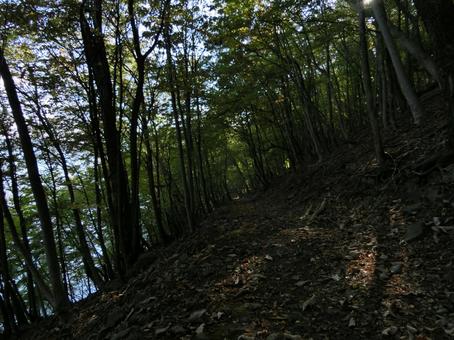 洞爺湖の中島自然道 自然,背景,山道の写真素材