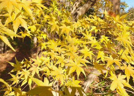 秋のもみじ9 秋のもみじ9の写真