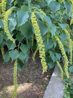 Chinese tallow tree, JPG Chinese tallow tree, JPG