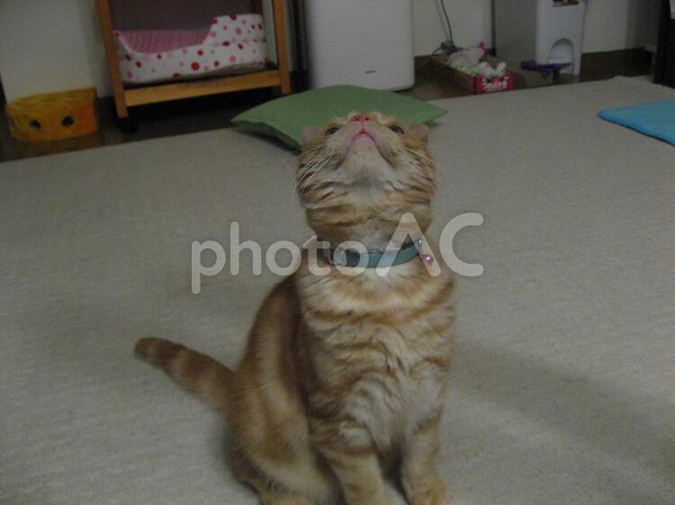 見上げる猫 猫,猫ちゃん,可愛い猫の写真素材