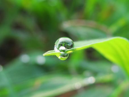 水滴と緑の葉の風景 水滴と緑の葉の風景 水滴,しずく,雨の写真素材