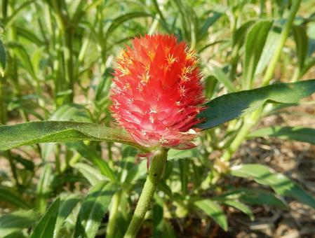 【花の写真】センニチコウ(千日紅) 【花の写真】センニチコウ(千日紅)の写真