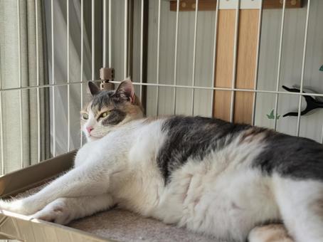 ゲージの中の三毛猫 猫,ネコ,三毛猫の写真素材