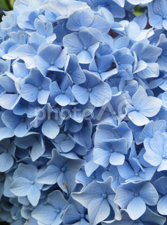 ブルーのアジサイ アジサイ,紫陽花,花の写真素材