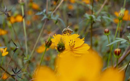 黄花コスモスと働き者のミツバチ 黄花コスモスと働き者のミツバチの写真