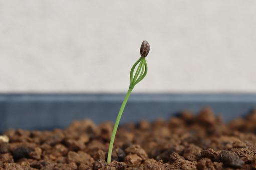 黒松の発芽 松,植物,芽の写真素材