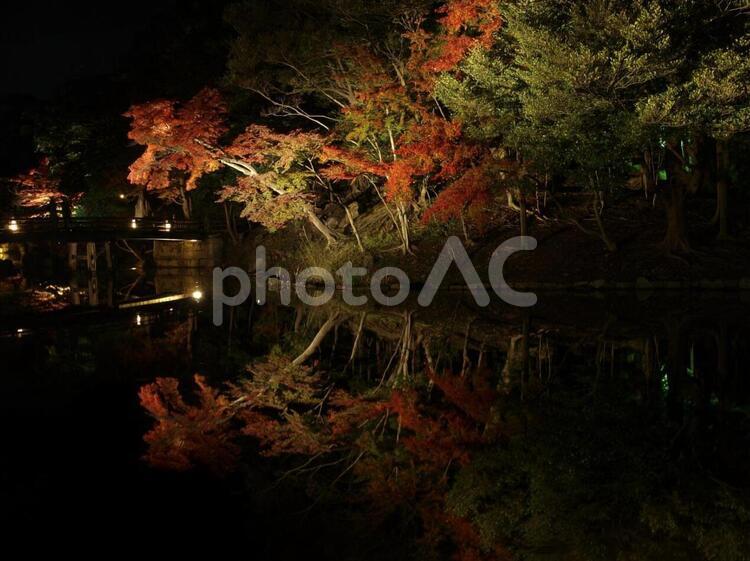 紅葉の玄宮園のライトアップ 紅葉,黄葉,ライトアップの写真素材