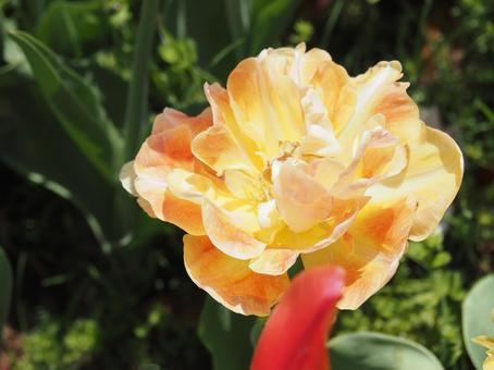 Photo, tulip, lare, spring, 